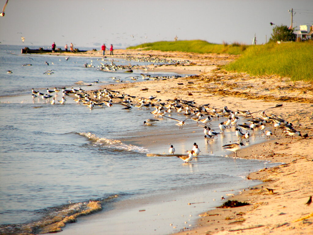 Delaware Bay